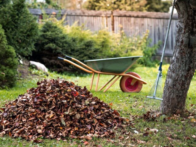 Green Waste Removal in Melbourne After Storms and Landscaping Projects